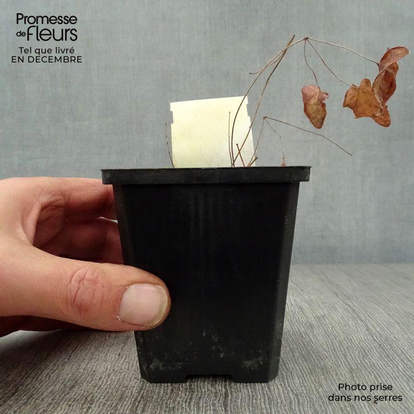 Amostra de Epimedium grandiflorum Akebono Vaso de 8/9 cm tal como entregue no inverno
