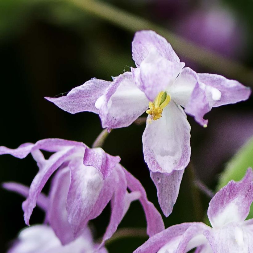Epimedium grandiflorum Beni (Floração)