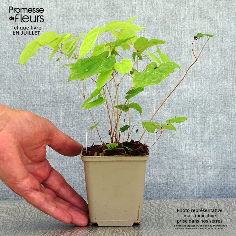 Amostra de Epimedium grandiflorum Beni Vaso de 8/9 cm tal como entregue no verão