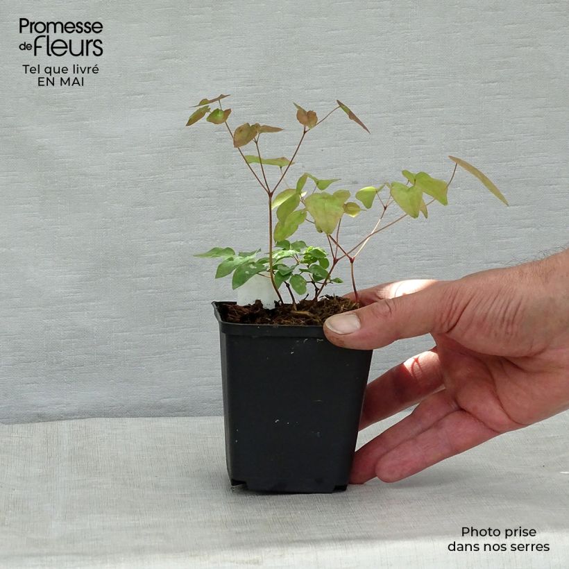Amostra de Epimedium grandiflorum Vaso de 8/9 cm tal como entregue na primavera