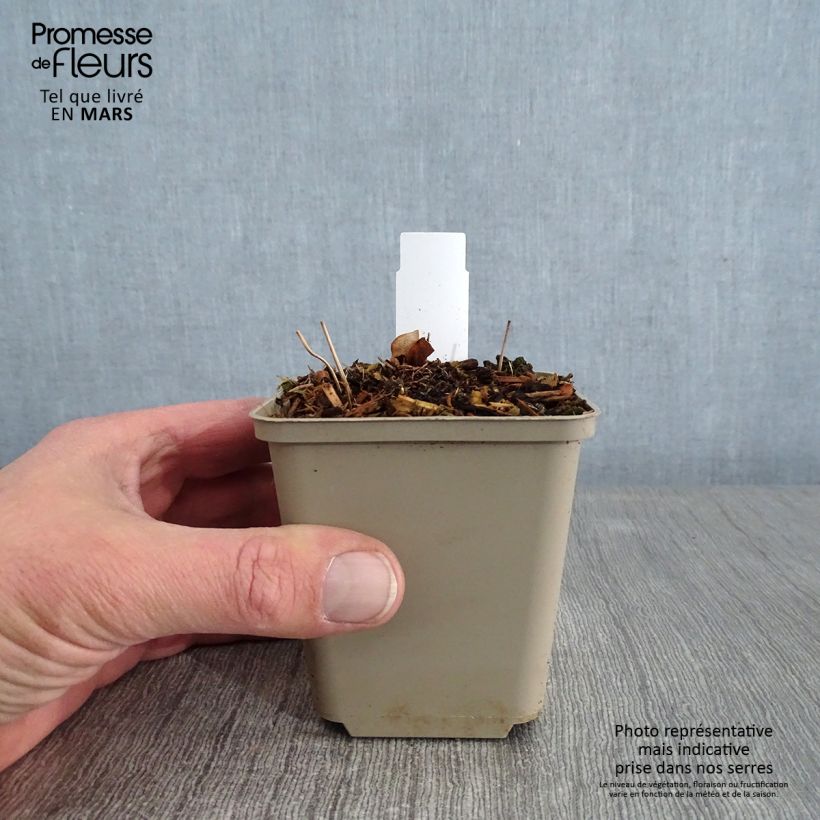 Amostra de Epimedium grandiflorum - Fleurs des elfes rose lilas pâle Vaso de 8/9 cm tal como entregue no inverno