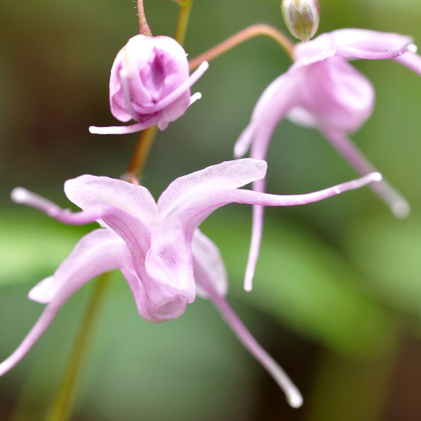 Epimedium grandiflorum (Floração)