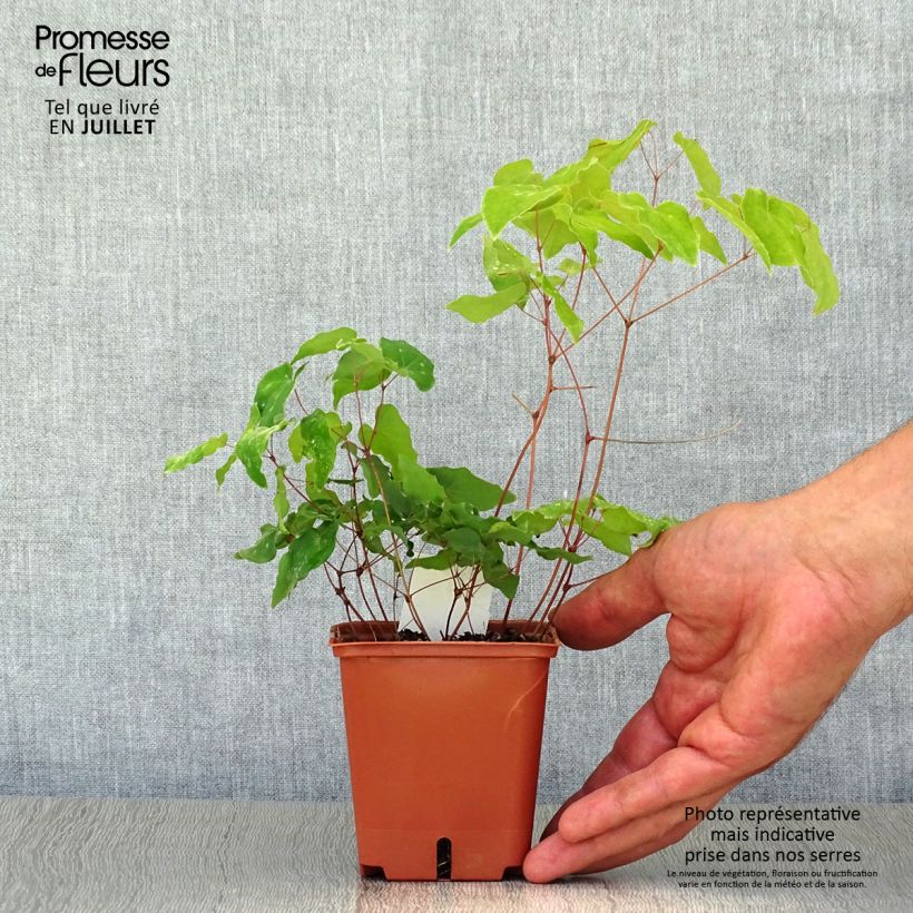 Amostra de Epimedium grandiflorum Lilafee Vaso de 8/9 cm tal como entregue no verão