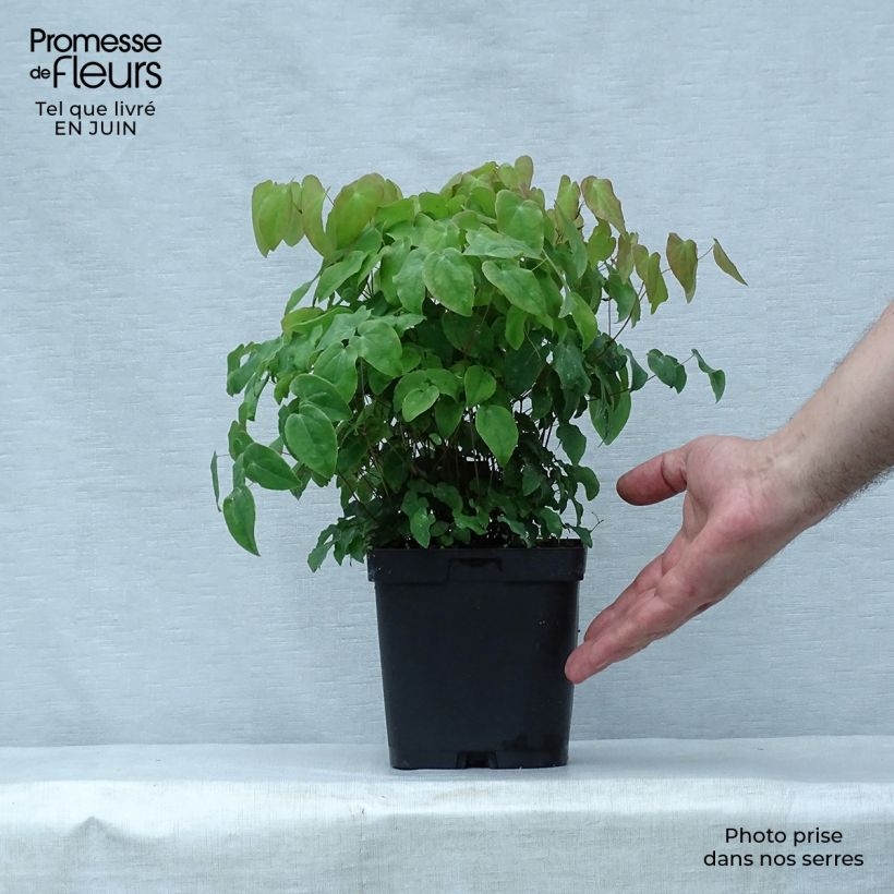 Amostra de Epimedium grandiflorum Lilafee Vaso de 2 L/3 L tal como entregue no verão