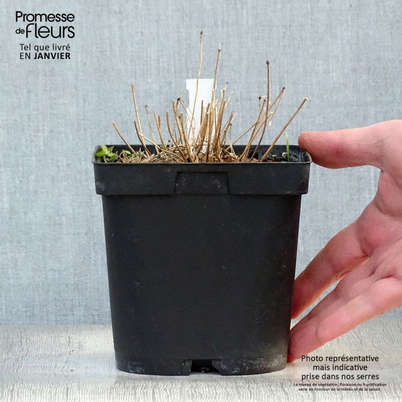 Amostra de Epimedium grandiflorum Lilafee - Fleur des Elfes lilas Vaso de 2 L/3 L tal como entregue no inverno