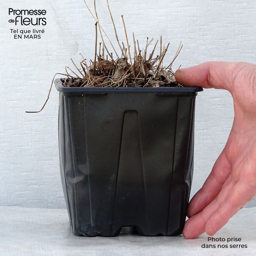 Amostra de Epimedium grandiflorum Lilafee Vaso de 2 L/3 L tal como entregue na primavera