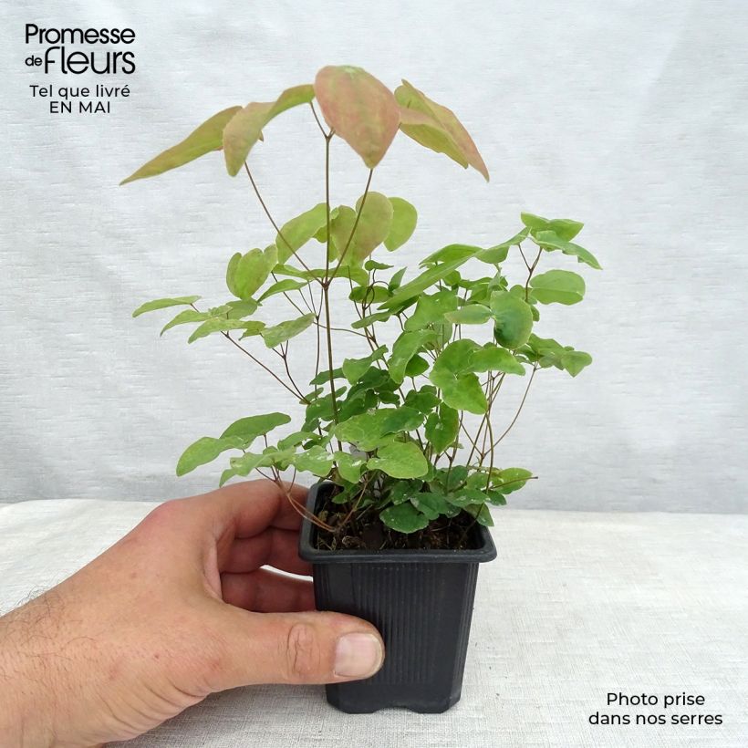 Amostra de Epimedium grandiflorum Lilafee Vaso de 8/9 cm tal como entregue na primavera