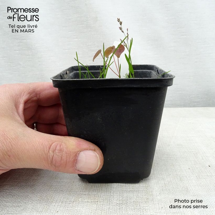 Amostra de Epimedium grandiflorum Purple Pixie Vaso de 8/9 cm tal como entregue na primavera