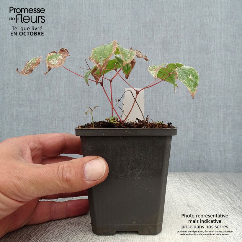 Amostra de Epimedium grandiflorum Purple Pixie Vaso de 8/9 cm tal como entregue no outono