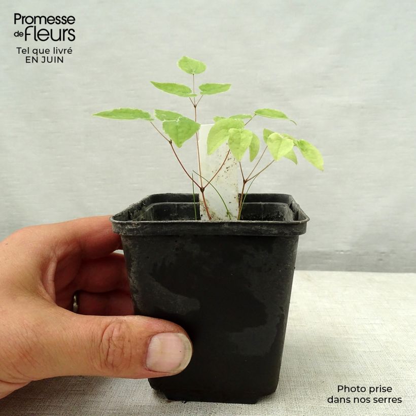 Amostra de Epimedium grandiflorum Purple Pixie Vaso de 8/9 cm tal como entregue no verão
