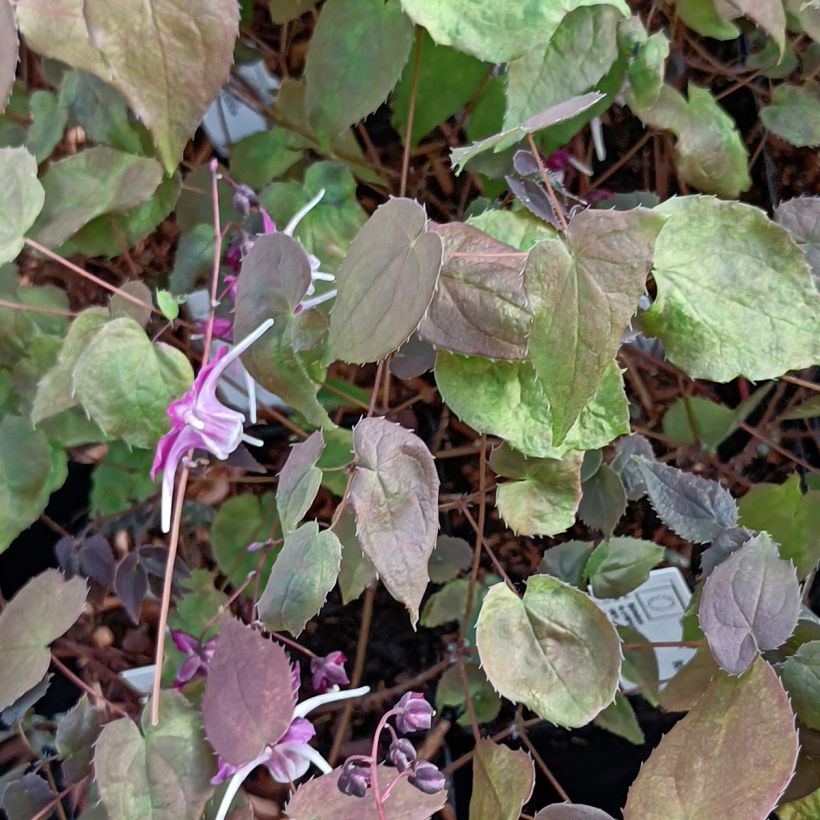 Epimedium grandiflorum Purple Pixie (Folhagem)