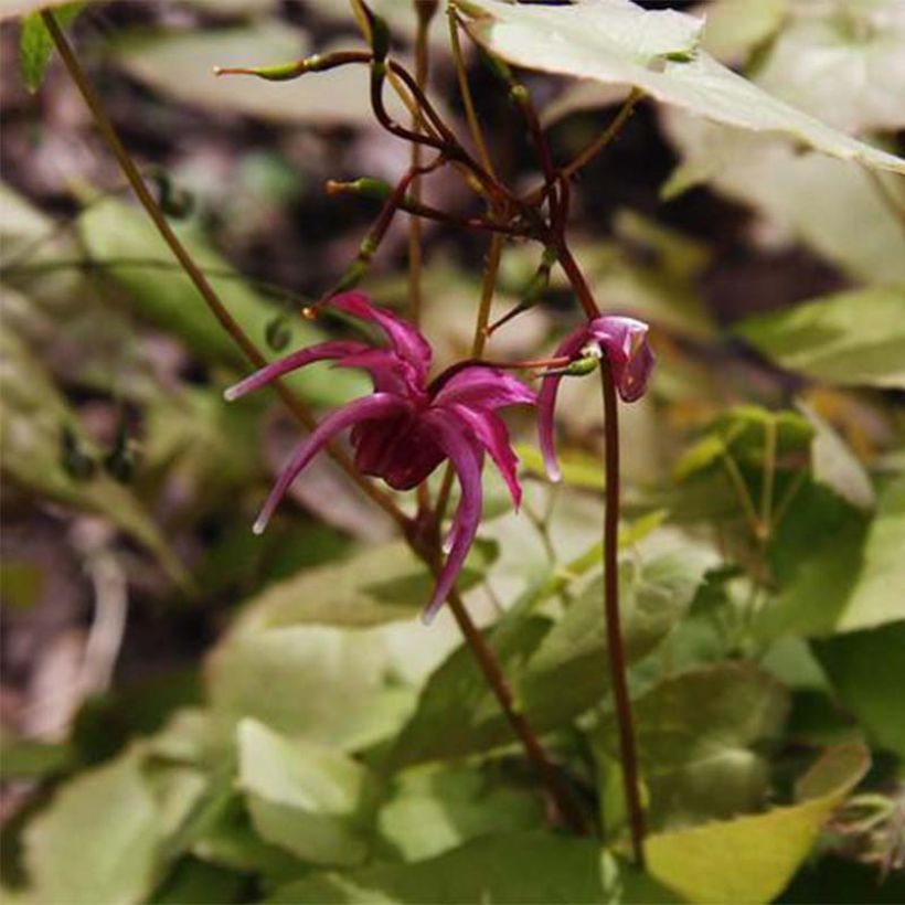 Epimedium grandiflorum Red Beauty (Floração)