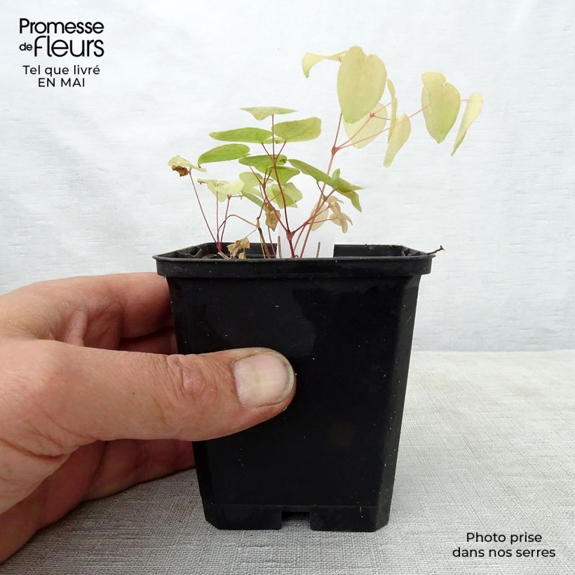 Amostra de Epimedium grandiflorum Red Beauty Vaso de 8/9 cm tal como entregue na primavera