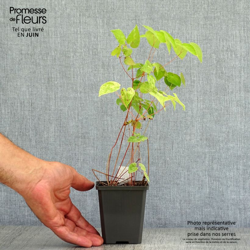 Amostra de Epimedium grandiflorum Red Beauty Vaso de 8/9 cm tal como entregue no verão