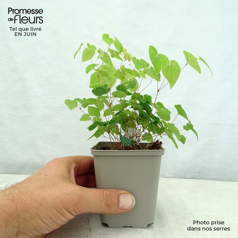 Amostra de Epimedium grandiflorum Shiho Vaso de 8/9 cm tal como entregue no verão