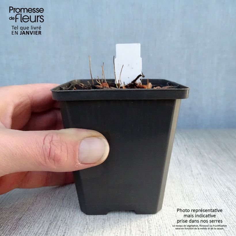 Amostra de Epimedium grandiflorum Shiho - Fleur des Elfes Vaso de 8/9 cm tal como entregue no inverno