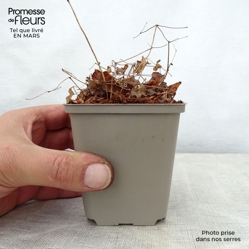 Amostra de Epimedium grandiflorum Shiho Vaso de 8/9 cm tal como entregue na primavera