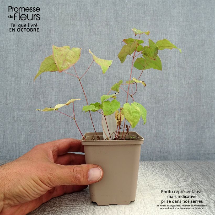 Amostra de Epimedium Pink Elf Vaso de 8/9 cm tal como entregue no outono