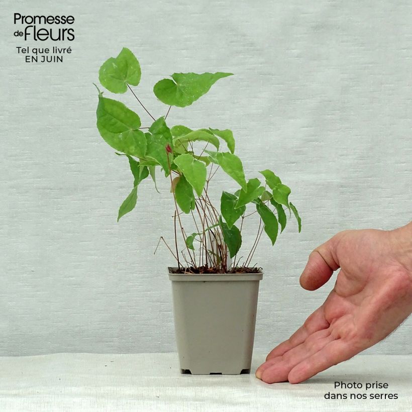 Amostra de Epimedium Pink Elf Vaso de 8/9 cm tal como entregue no verão
