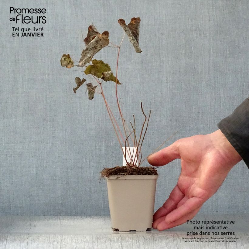 Amostra de Epimedium hybride Pink Elf - Fleur des Elfes rose Vaso de 8/9 cm tal como entregue no inverno