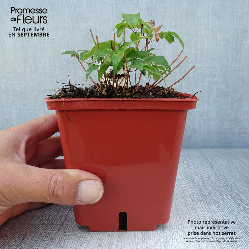 Amostra de Epimedium Pink Elf Vaso de 1 L/1,5 L tal como entregue no outono