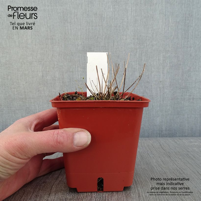 Amostra de Epimedium hybride Pink Elf - Fleur des Elfes rose Vaso de 1 L/1,5 L tal como entregue no inverno