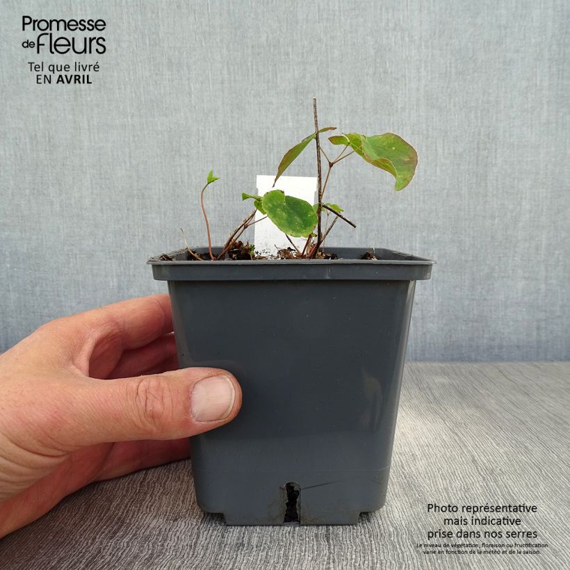 Amostra de Epimedium grandiflorum Pretty in Pink Vaso de 1 L/1,5 L tal como entregue na primavera