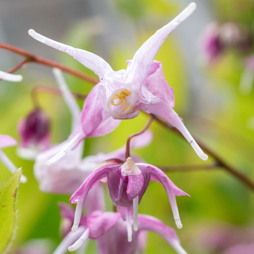 Epimedium grandiflorum Pretty in Pink (Floração)