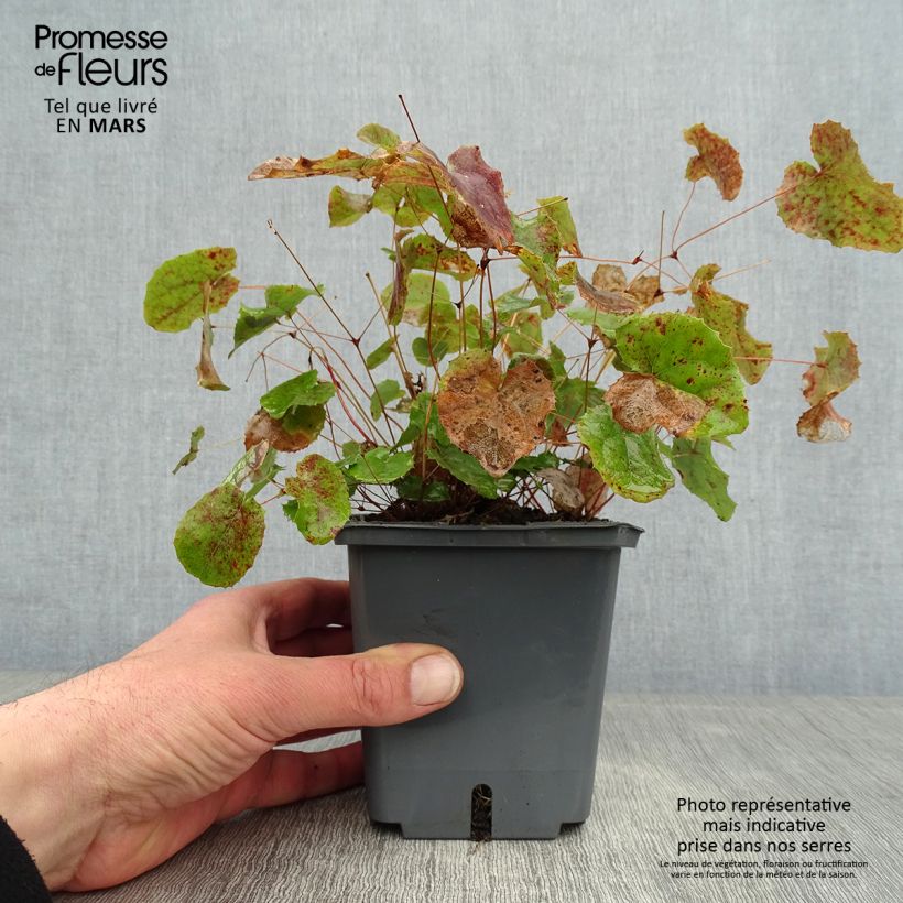 Amostra de Epimedium hybride Sunny and Share - Fleur des Elfes Pot de 1L/1,5L tal como entregue no inverno