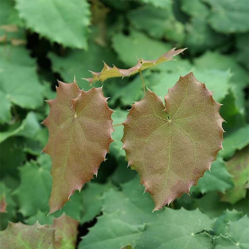Epimedium pauciflorum (Folhagem)