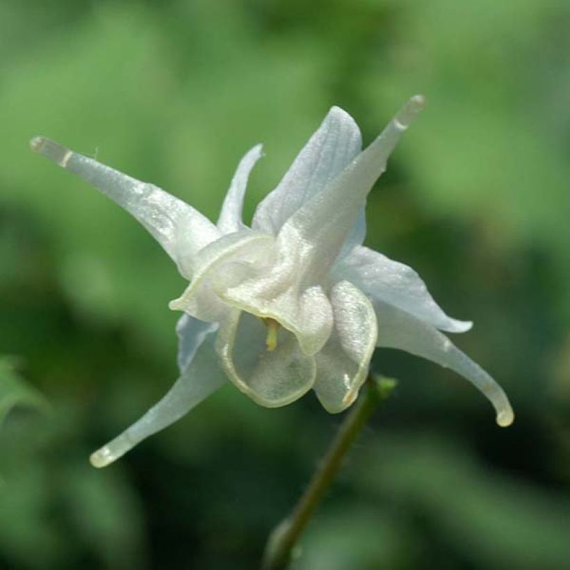 Epimedium pauciflorum (Floração)