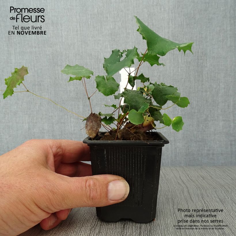 Amostra de Epimedium pauciflorum Vaso de 8/9 cm tal como entregue no outono