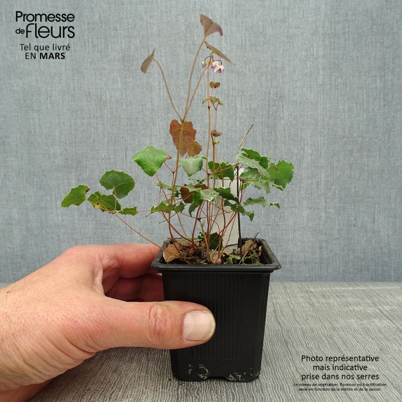 Amostra de Epimedium pauciflorum Vaso de 8/9 cm tal como entregue na primavera