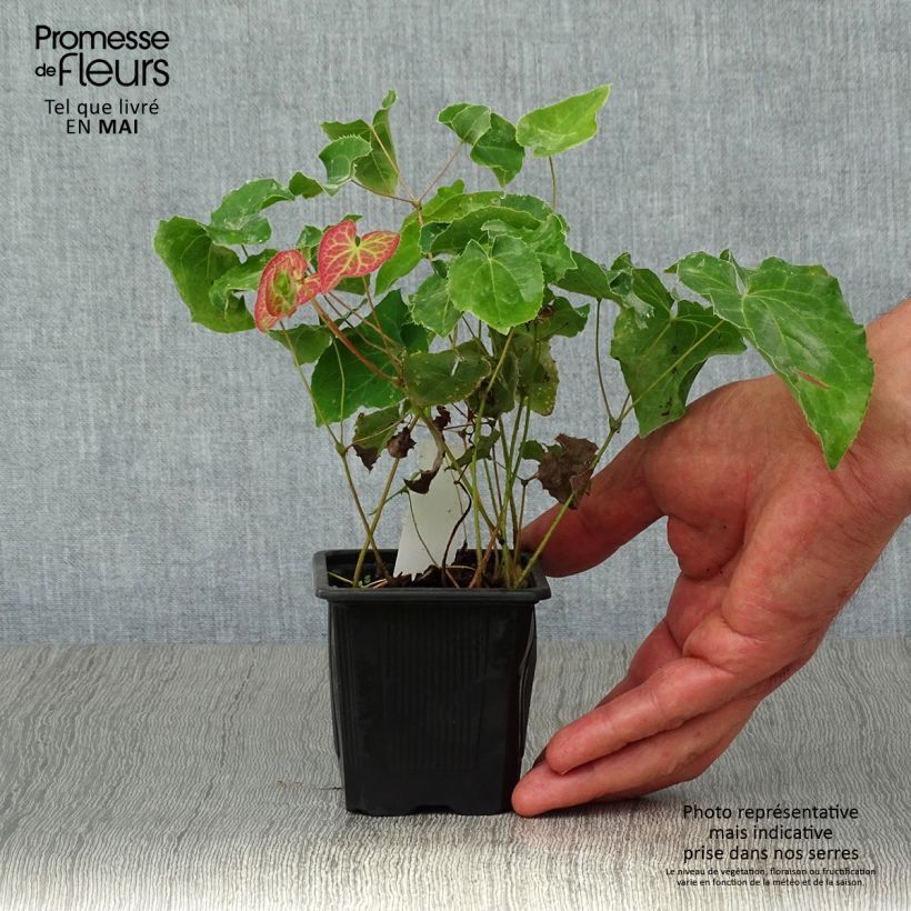 Amostra de Epimedium perralchicum Frohnleiten Vaso de 8/9 cm tal como entregue na primavera