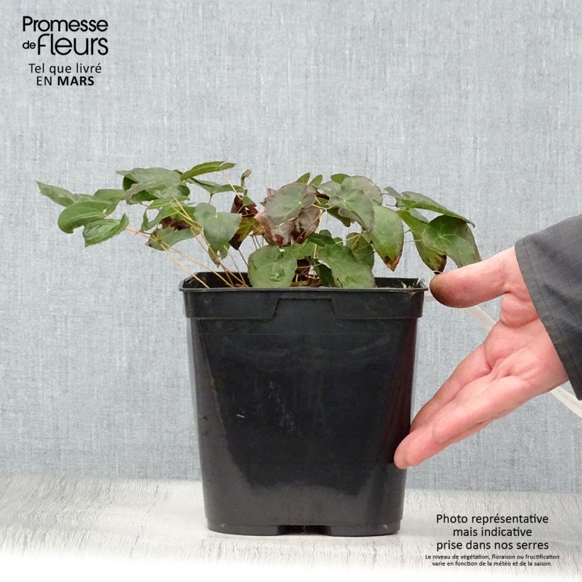 Amostra de Epimedium perralchicum Frohnleiten Vaso de 2 L/3 L tal como entregue na primavera