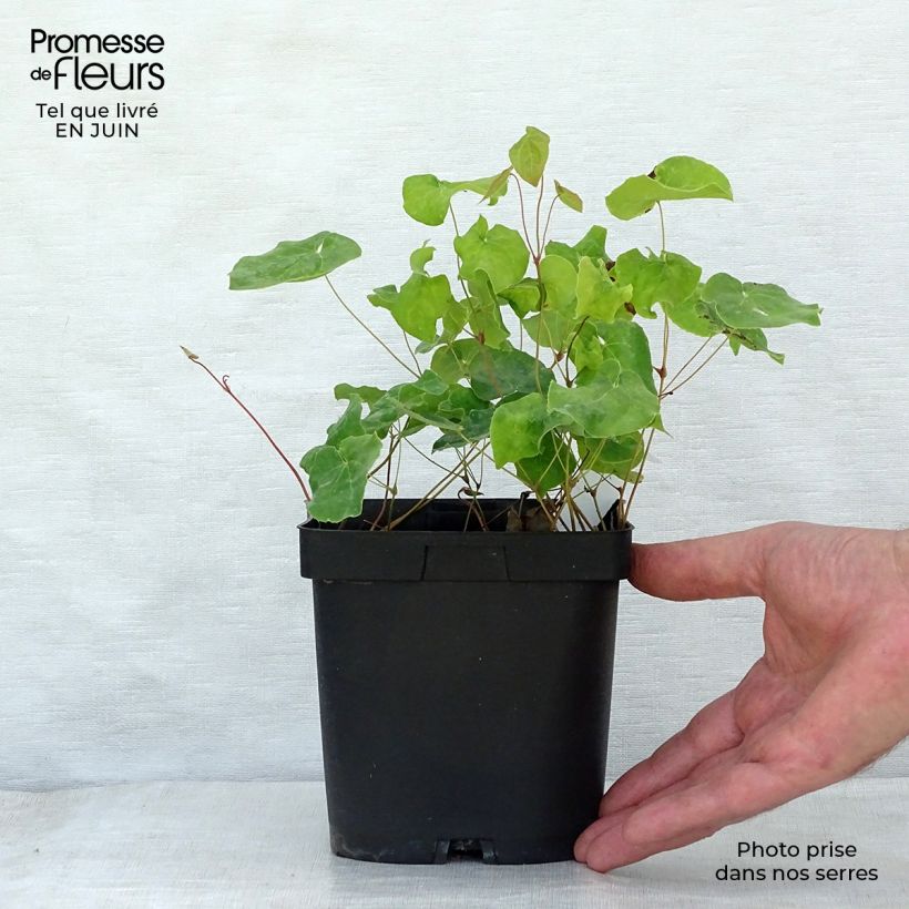 Amostra de Epimedium perralchicum Frohnleiten Vaso de 2 L/3 L tal como entregue no verão