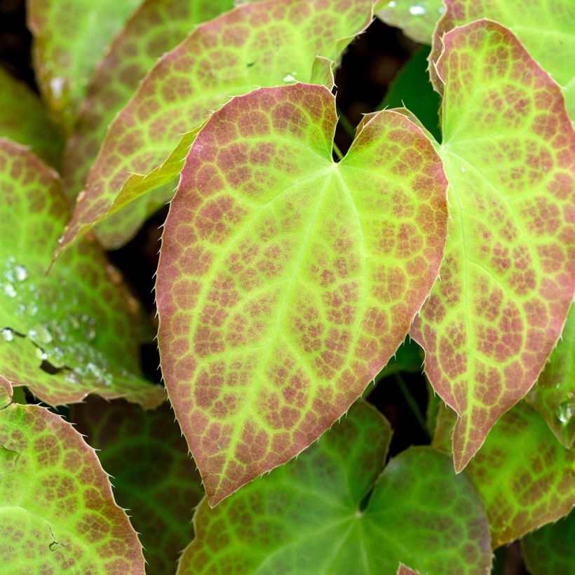 Epimedium perralchicum Frohnleiten (Folhagem)