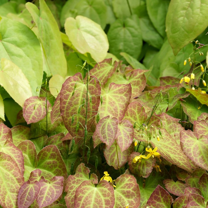 Epimedium perralchicum Frohnleiten (Hábito)