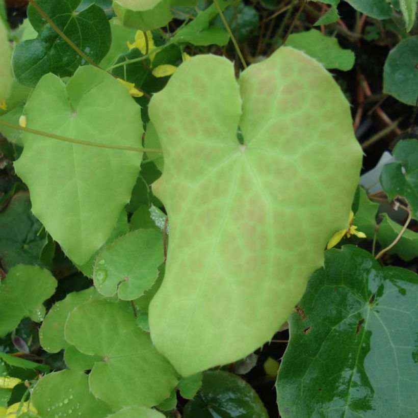 Epimedium perralchicum Frohnleiten (Folhagem)