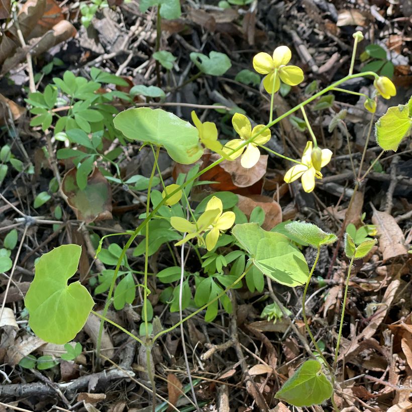 Epimedium perralderianum (Hábito)