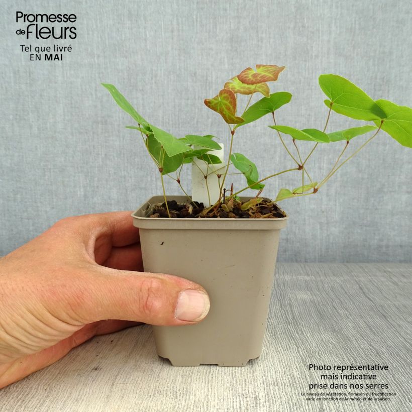 Amostra de Epimedium pinnatum subsp. colchicum Black Sea Vaso de 8/9 cm tal como entregue na primavera