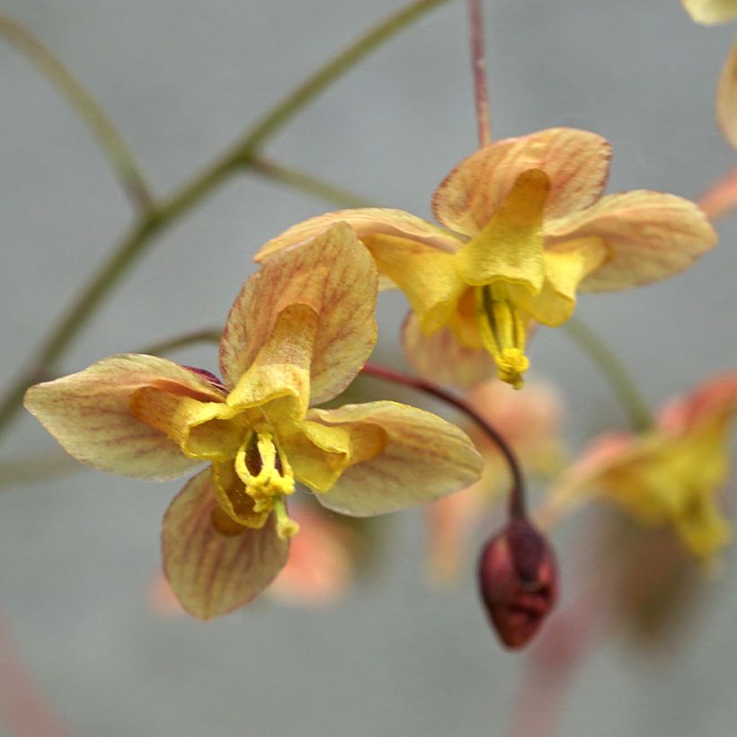 Epimedium pinnatum subsp. colchicum Black Sea (Floração)