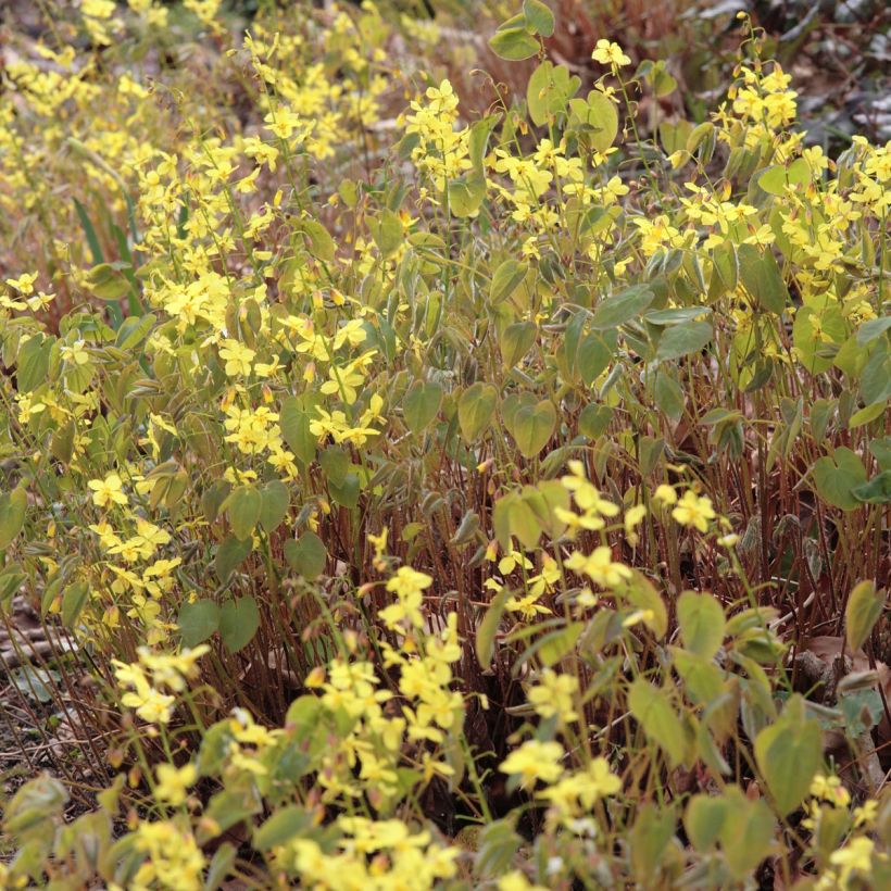 Epimedium pinnatum subsp. colchicum (Floração)