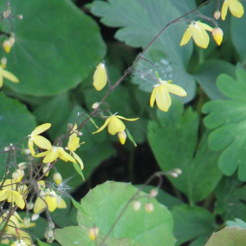 Epimedium platypetalum (Floração)