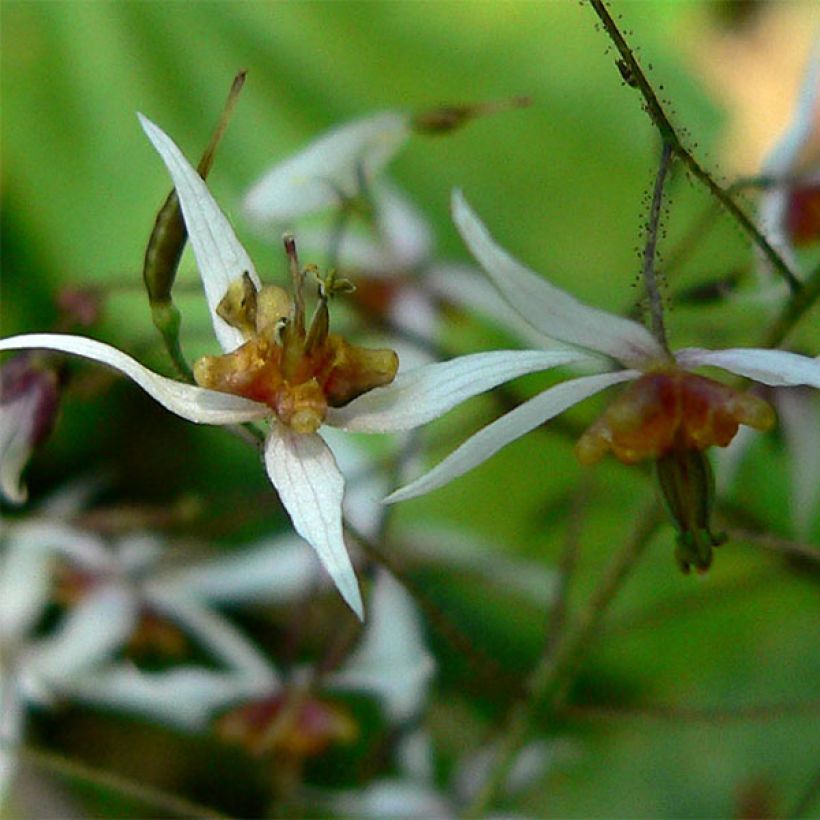 Epimedium pubescens (Floração)