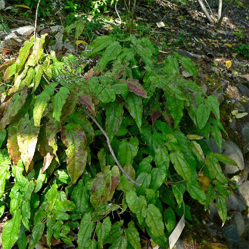 Epimedium pubescens (Hábito)