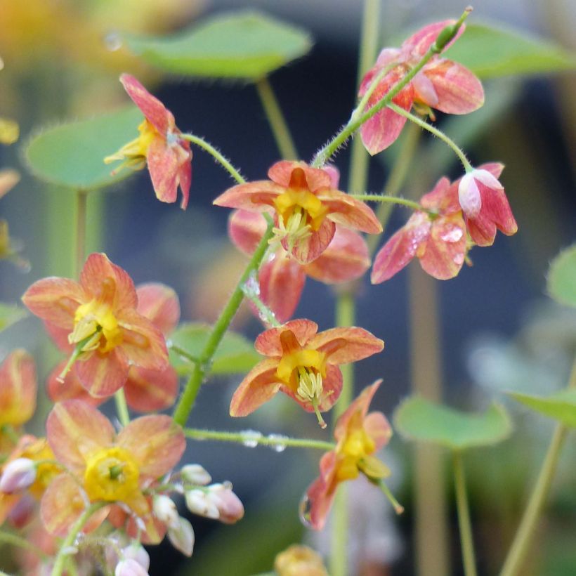Epimedium pubigerum Orangekönigin (Floração)