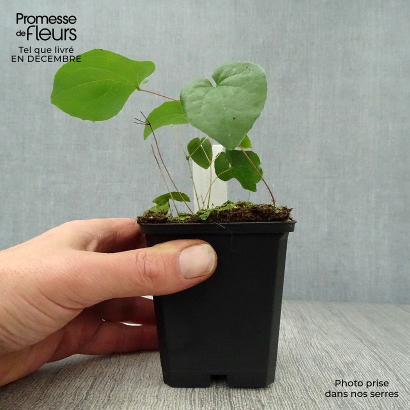 Amostra de Fleur des Elfes - Epimedium  pubigerum Orangekönigin Vaso de 8/9 cm tal como entregue no inverno