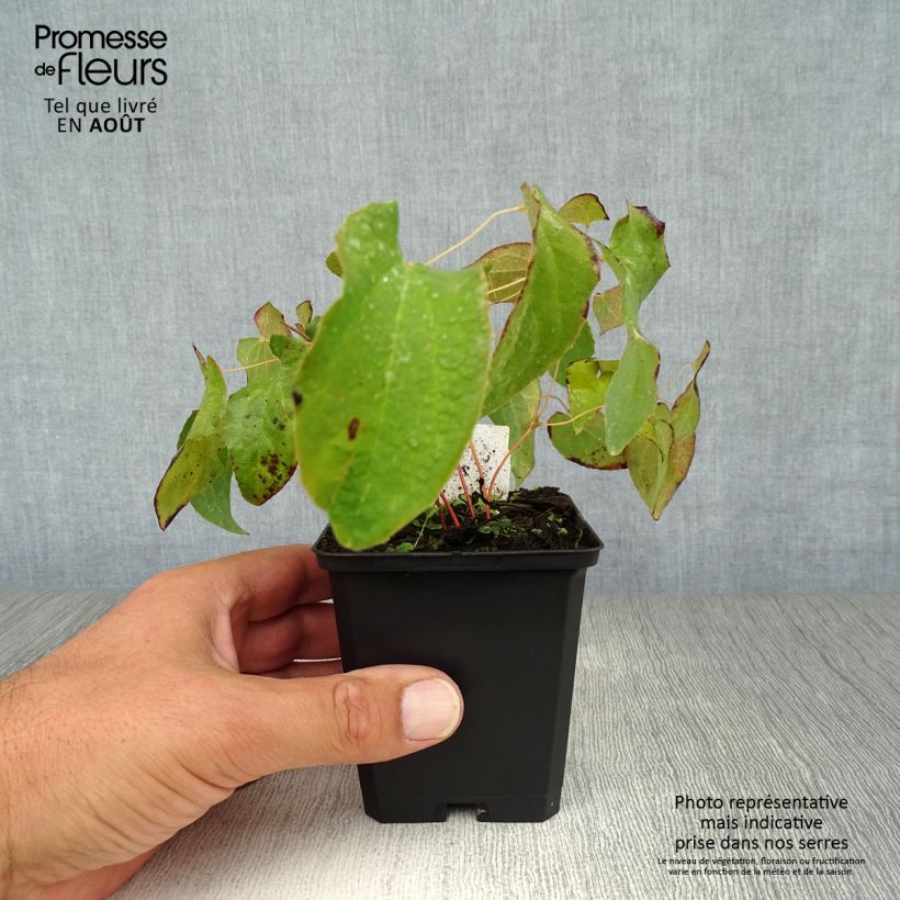 Amostra de Epimedium rubrum Vaso de 8/9 cm tal como entregue no verão