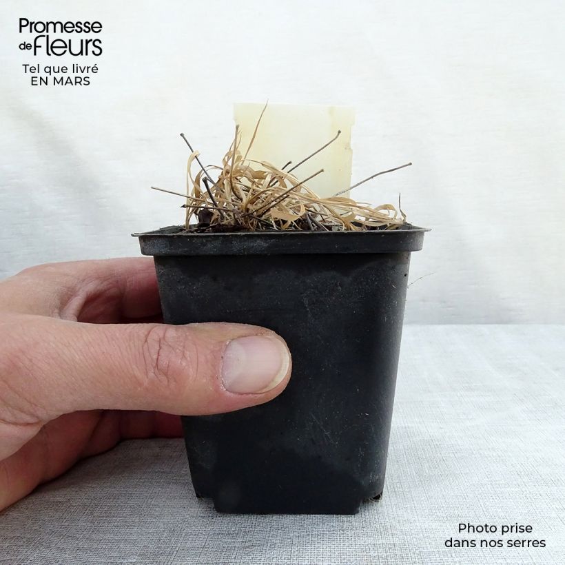 Amostra de Epimedium rubrum Vaso de 8/9 cm tal como entregue na primavera